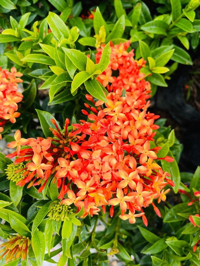 Jardin De Primavera Apartamentos Exteriör bild